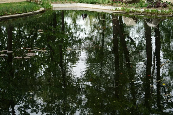 Grüne Bäume Spiegeln Sich Teich Park — Stockfoto