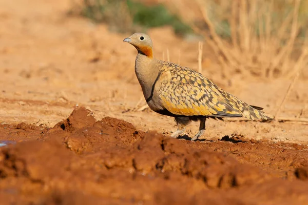 Tiro Close Sandgrouse Pin Tailed Ambiente Árido Zaragoza Espanha — Fotografia de Stock