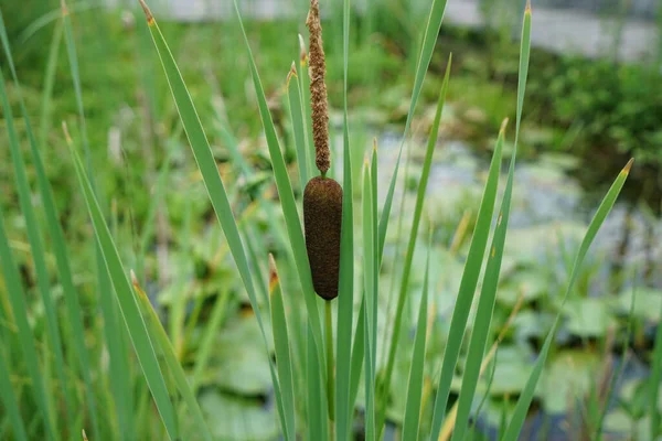 Closeup Shot Typha Latifolia Grass — Stock Photo, Image