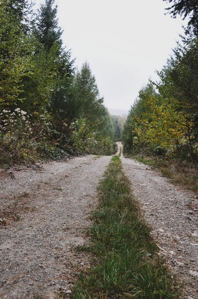 Eine Vertikale Aufnahme Eines Waldweges Morvan Frankreich — Stockfoto