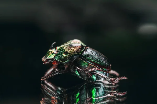 Una Macro Toma Del Exótico Escarabajo Colorido —  Fotos de Stock