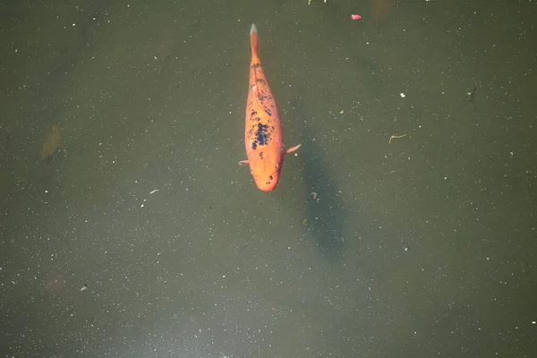 Vue Aérienne Poissons Dorés Dans Étang Palais Monte Madère Portugal — Photo