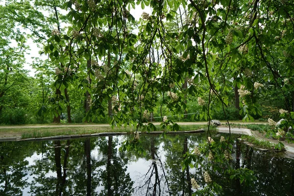 Árboles Verdes Reflejándose Estanque Parque —  Fotos de Stock