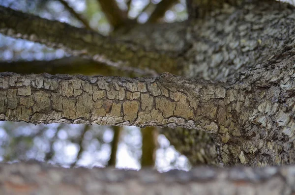 Een Close Shot Van Een Boomstam — Stockfoto