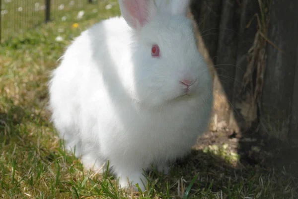 Çimlerin Üzerindeki Sevimli Tüylü Beyaz Tavşan — Stok fotoğraf