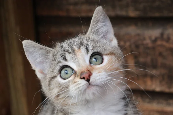 Een Selectieve Focus Close Shot Van Een Kitten — Stockfoto