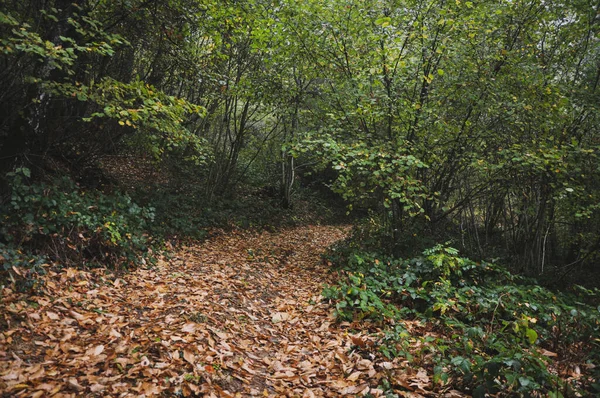 Zbliżenie Ścieżkę Leśną Morvan Francja — Zdjęcie stockowe