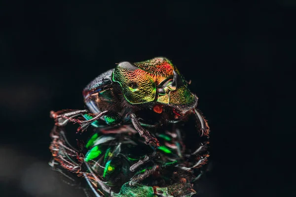 Una Macro Toma Del Exótico Escarabajo Colorido — Foto de Stock
