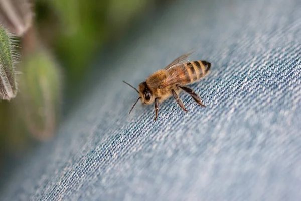 Enfoque Selectivo Una Abeja Que Aterrizó Los Vaqueros Una Persona —  Fotos de Stock