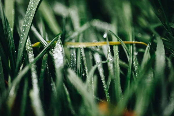 Ein Selektiver Fokus Nahaufnahme Von Nassem Grünen Gras — Stockfoto