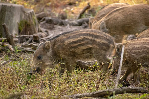 Grupp Ljusbruna Vildsvin Smågrisar Äter Gräs Skog — Stockfoto