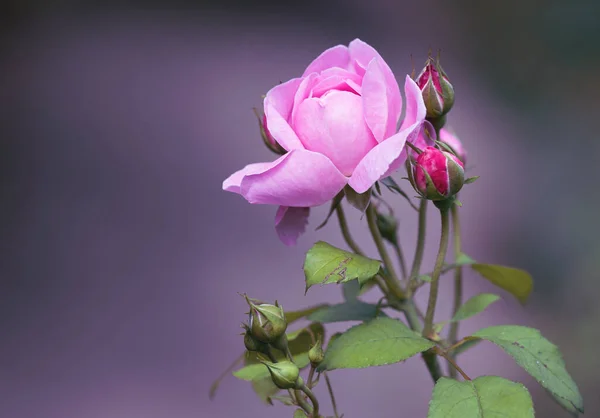 Detailní Záběr Krásné Růžové Zahrady Růže Rozmazaném Pozadí — Stock fotografie