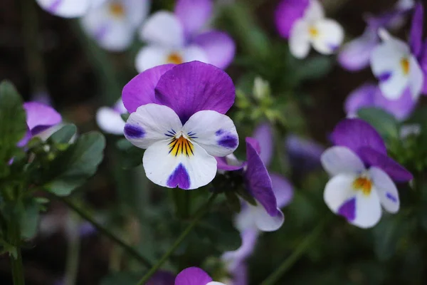 Närbild Blommorna Från Blommande Växt Som Heter Viola — Stockfoto