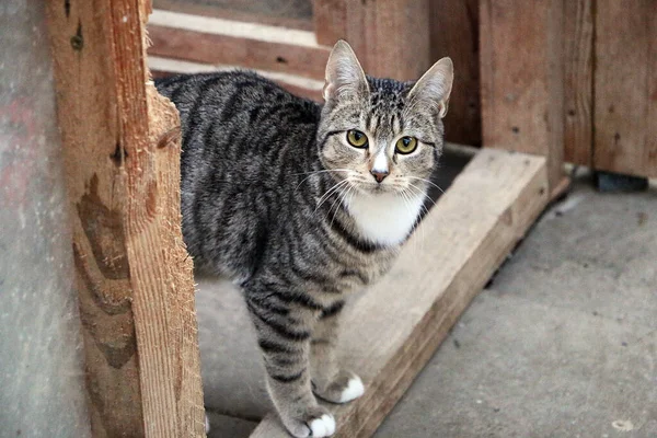 Selective Focus Closeup Shot Cat Standing Wooden Doorway — Stock Photo, Image