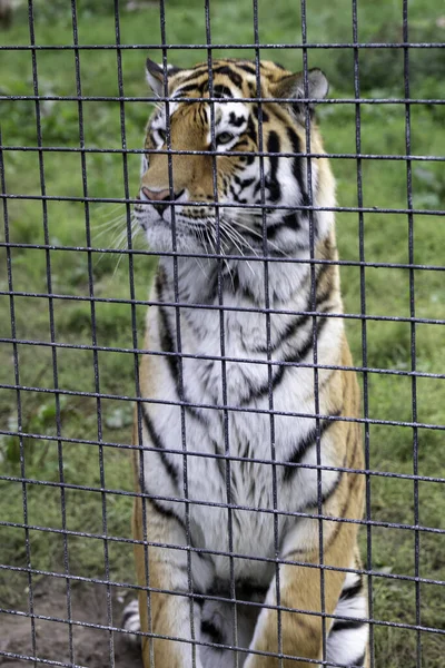 Tiro Foco Seletivo Vertical Tigre Sentado Dentro Uma Gaiola Zoológico — Fotografia de Stock