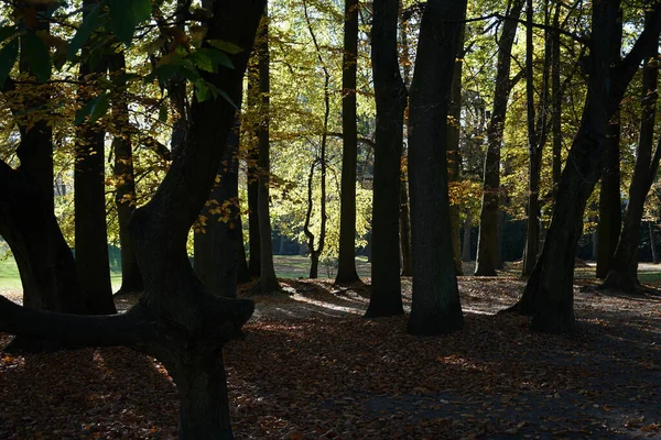 Beau Cliché Paysage Forestier Automne Depuis Une Zone Faible Luminosité — Photo