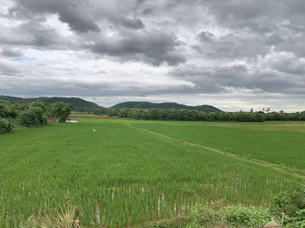 Long Grass Field Gleaming Cloudy Rainy Sky — Stock Photo, Image