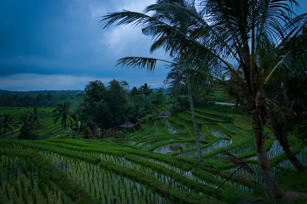 Endonezya Bali Deki Çeltik Tarlasının Güzel Manzarası — Stok fotoğraf