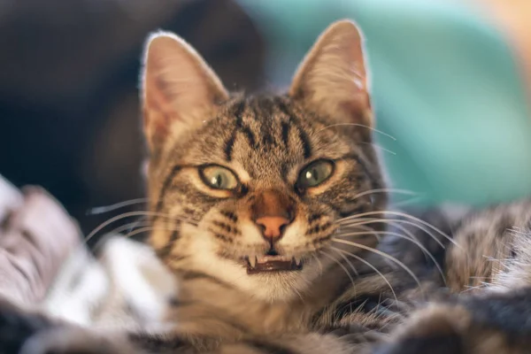 Una Toma Selectiva Enfoque Gato Gris Enojado —  Fotos de Stock