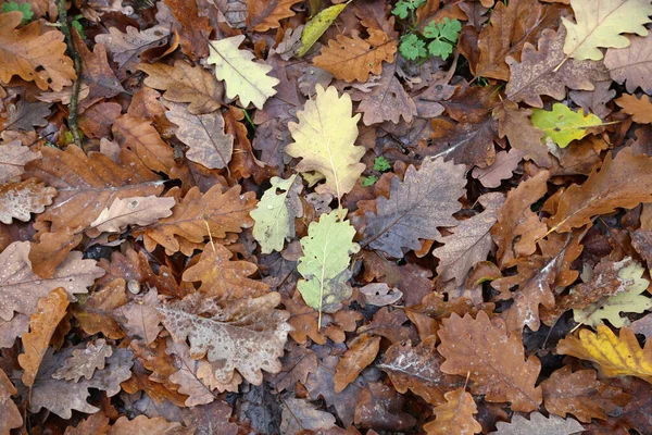 Eine Aufnahme Von Getrockneten Blättern Auf Dem Boden Wald Von — Stockfoto
