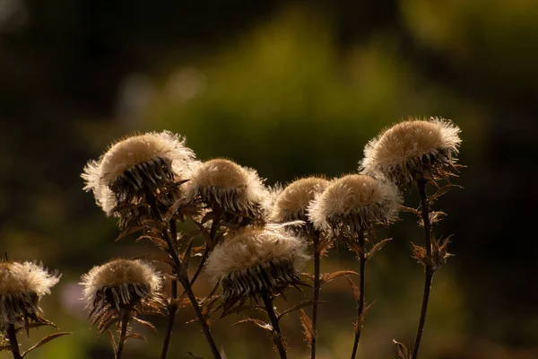 Närbild Bild Bild Fluffiga Bruna Maskros Blommor — Stockfoto