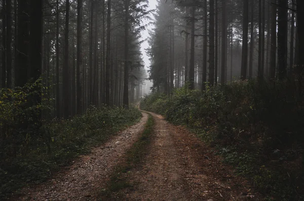 Ένα Κοντινό Πλάνο Ενός Δασικού Μονοπατιού Καλυμμένου Ομίχλη Στο Μορβάν — Φωτογραφία Αρχείου