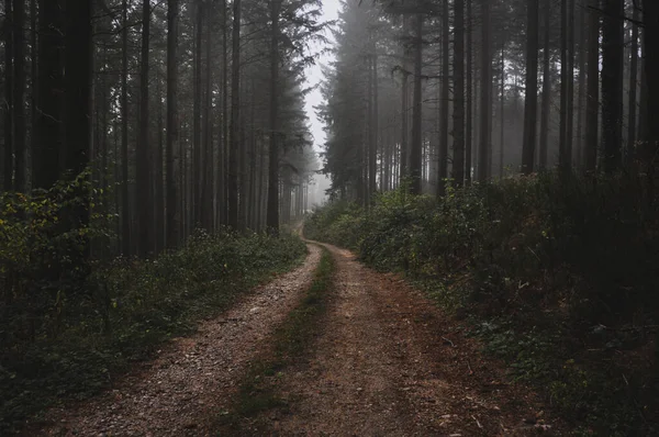 Primer Plano Sendero Forestal Cubierto Niebla Morvan Francia — Foto de Stock