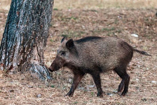 Großaufnahme Eines Wildschweins Naturpark Der Sierras Cazorla Segura Und Der — Stockfoto