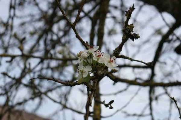 꽃피는 벚나무의 선택적 — 스톡 사진