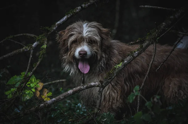 Primer Plano Lindo Perro Marrón Bosque —  Fotos de Stock