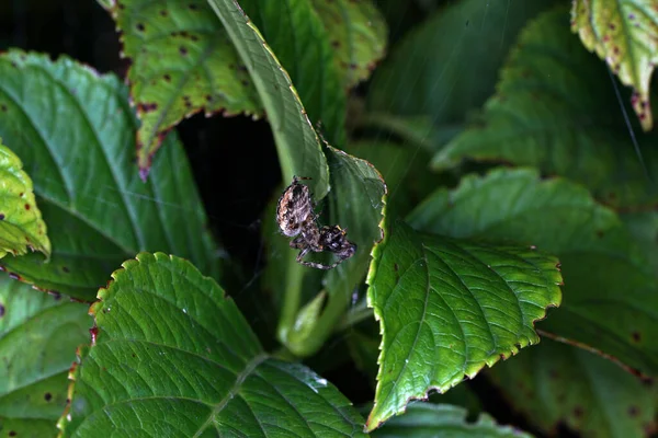 Spider Web Built Plant — Stock Photo, Image