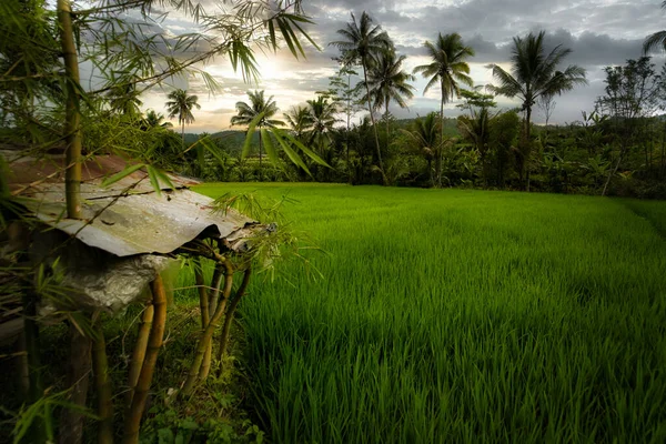 Une Pelouse Verte Avec Des Palmiers Tropicaux — Photo