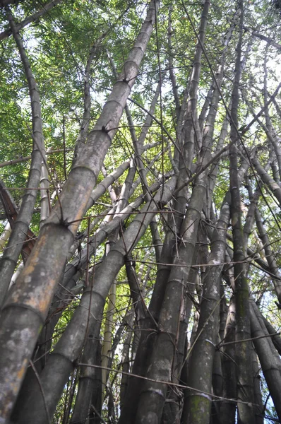 森の中の青い空の下の背の高い木 — ストック写真