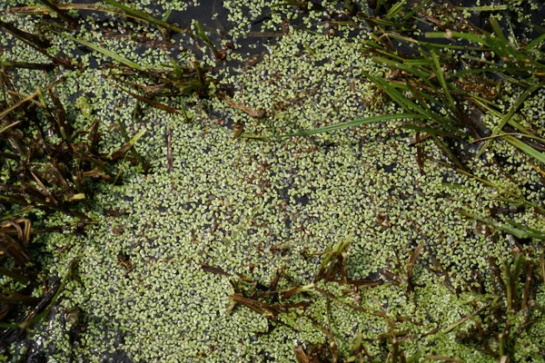 Tiro Ángulo Alto Plantas Verdes Hierba Creciendo Agua — Foto de Stock