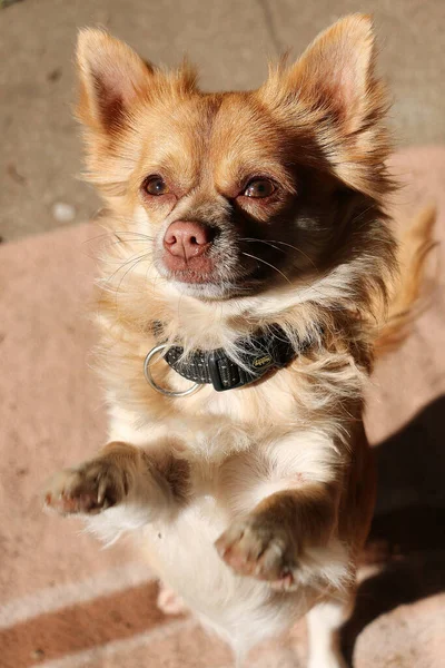 Ett Vertikalt Skott Chihuahua — Stockfoto
