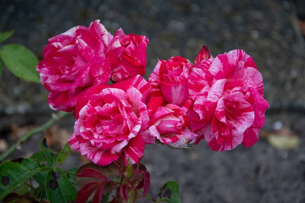 Tiro Perto Rosas — Fotografia de Stock