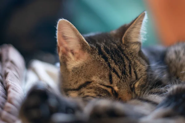 Tiro Foco Seletivo Gato Cinza Bonito — Fotografia de Stock