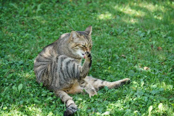 Adorable Primer Plano Gato Lamiéndose Pata Aire Libre — Foto de Stock