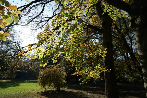 Egy Gyönyörű Alacsony Szögű Felvétel Park Tájairól Egy Napsütéses Napon — Stock Fotó