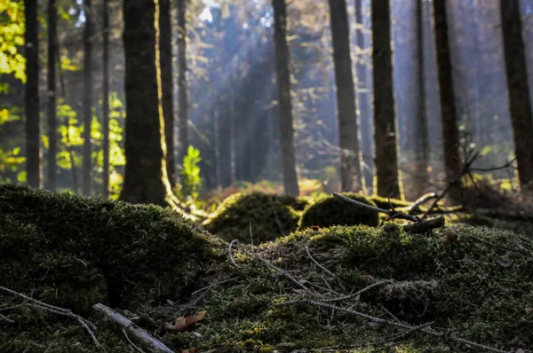 Сонячний День Лісі Морвані Франція Зняли Дерев — стокове фото