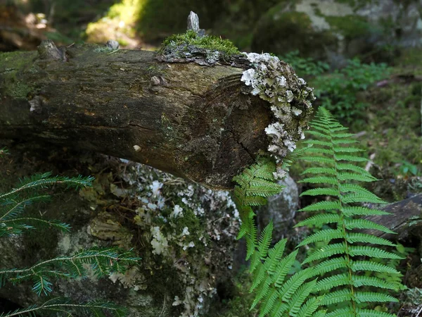 Tiro Close Plantas Verdes Madeira Com Molde Floresta Tempo Úmido — Fotografia de Stock