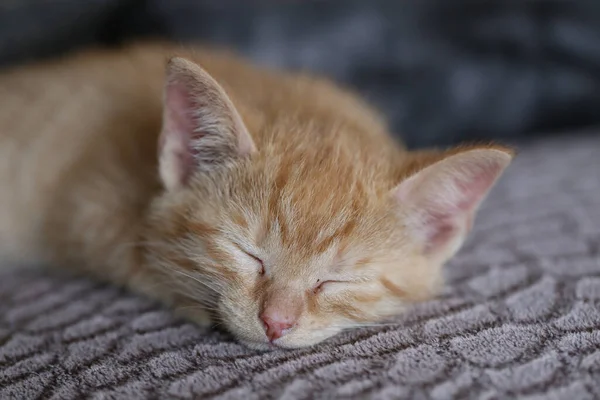 Närbild Kattunge Som Sover Grov Yta — Stockfoto