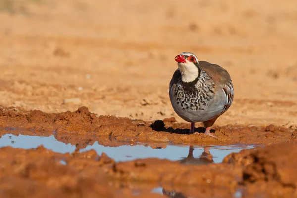 一只红腿鹦鹉 停在沙漠的池塘边 — 图库照片
