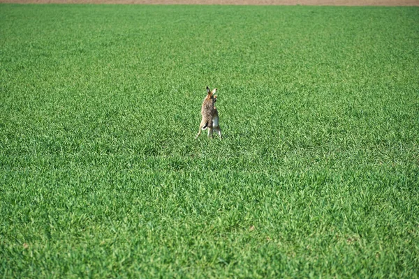昼間緑の芝生の上を走る二匹のウサギ — ストック写真