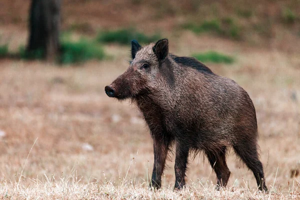 Gros Plan Sanglier Dans Parc Naturel Des Sierras Cazorla Segura — Photo