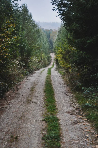 Vertikální Záběr Lesní Cesty Morvan Francie — Stock fotografie