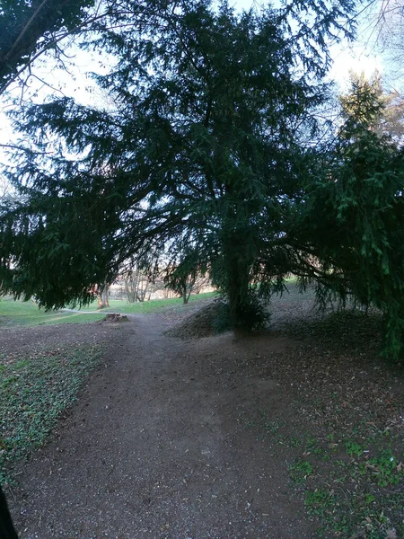 Ścieżka Otoczona Zielenią Drzewami — Zdjęcie stockowe
