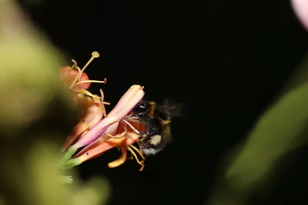 Zbliżenie Ujęcia Pszczoły Kwiatku — Zdjęcie stockowe