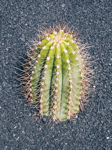 Una Toma Vertical Plantas Cactus Suelo Durante Día — Foto de Stock