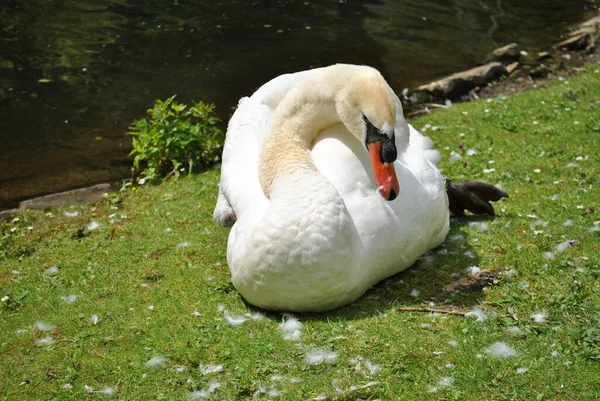 Beau Cygne Blanc Assis Sur Herbe — Photo